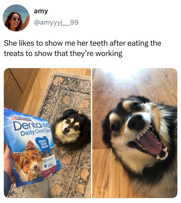These Dog Memes Perfectly Capture The Chaos, Wholesomeness, And Pure Randomness Of Life With Dogs