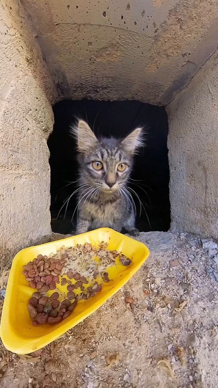 This Guy Uses A Drone And An Rc Car To Feed Stray Animals, And The Results Are Surprisingly Heartwarming