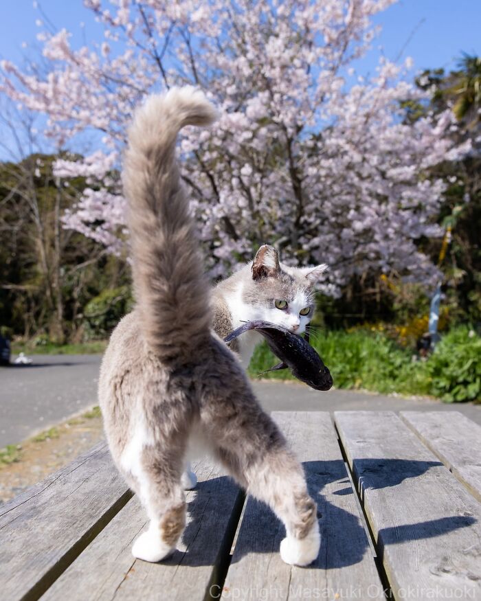 This Japanese Photographer Captures Street Cats Living Like Tiny Drama Queens, And Every Photo Feels Like A Movie Scene (50 Pics)