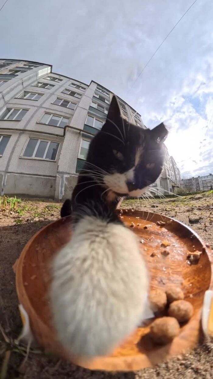 This Guy Uses A Drone And An Rc Car To Feed Stray Animals, And The Results Are Surprisingly Heartwarming
