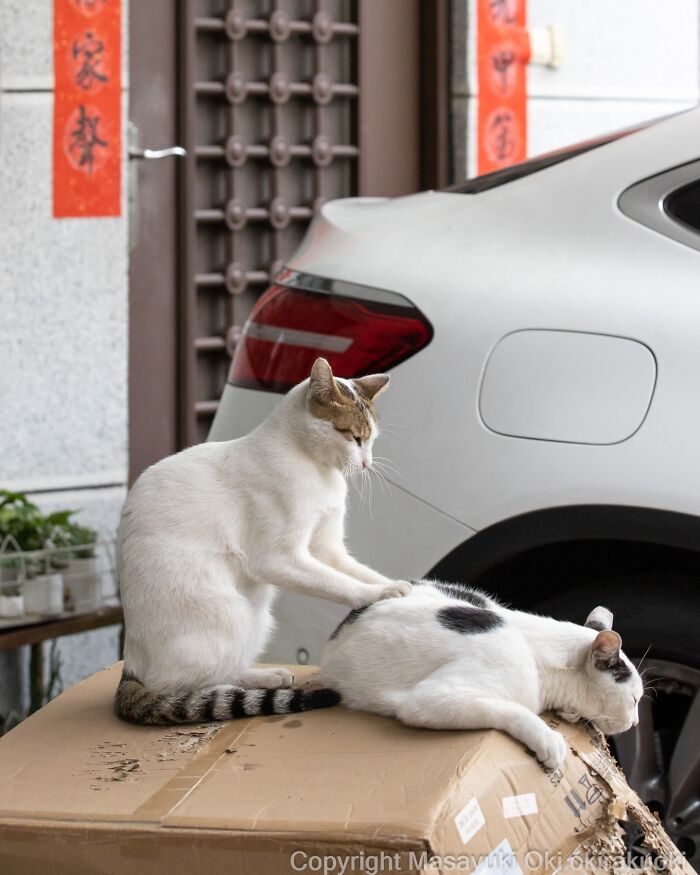 This Japanese Photographer Captures Street Cats Living Like Tiny Drama Queens, And Every Photo Feels Like A Movie Scene (50 Pics)