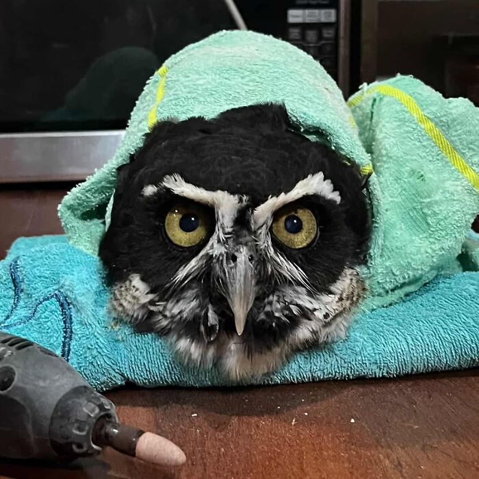 People Can’t Stop Smiling At These Adorably Wrapped Rescue Owls From A Wildlife Rehabilitation Center (40 New Pics)