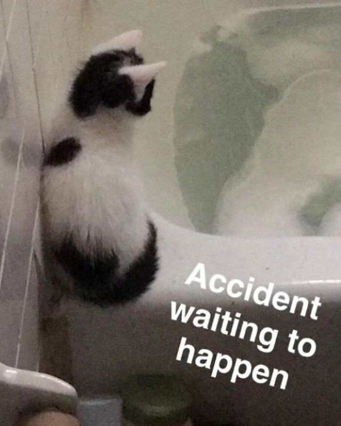 50 Cat Memes That Feel Like They Were Created By Sleep Deprived Internet Geniuses