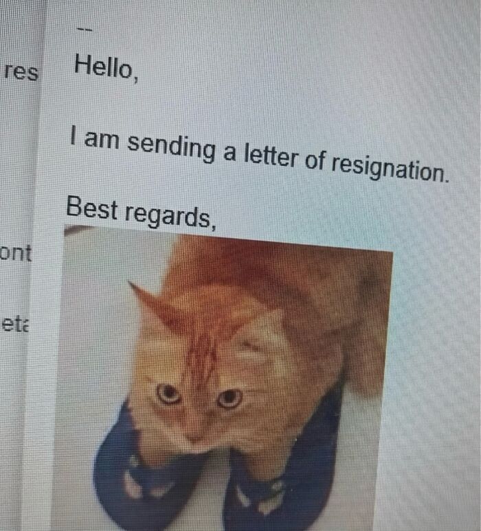 This Page With Over 3 Million Followers Shares The Funniest Cat Memes That Instantly Boost Your Mood (50 Pics)