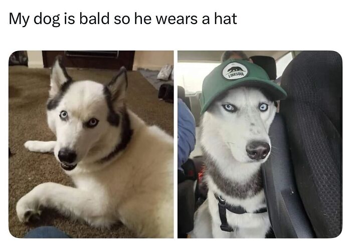 These Dog Memes Perfectly Capture The Chaos, Wholesomeness, And Pure Randomness Of Life With Dogs