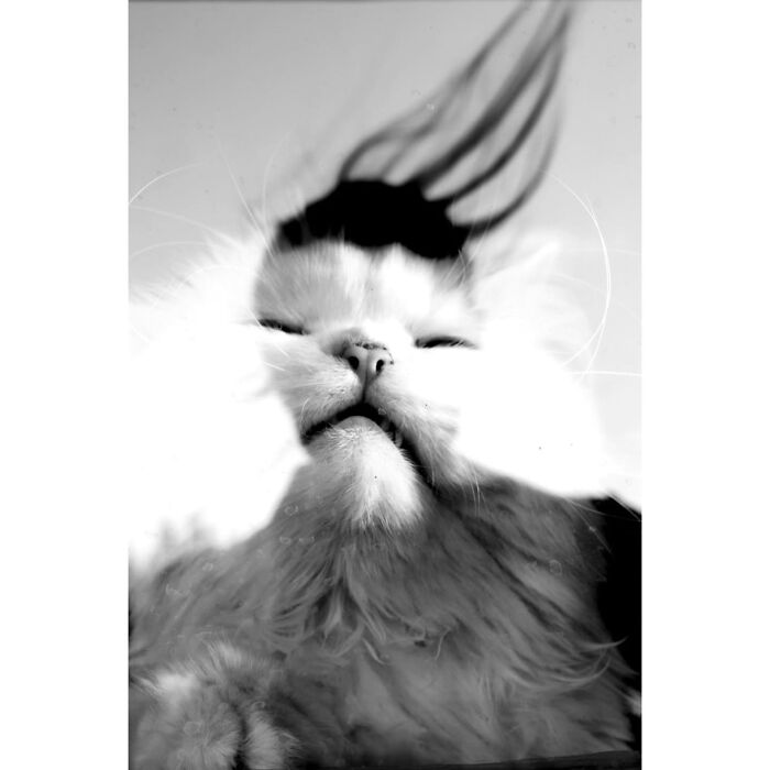 These Beautiful Cat Photos Capture Quiet Moments Most People Walk Past (37 Pics)