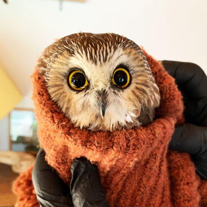 People Can’t Stop Smiling At These Adorably Wrapped Rescue Owls From A Wildlife Rehabilitation Center (40 New Pics)