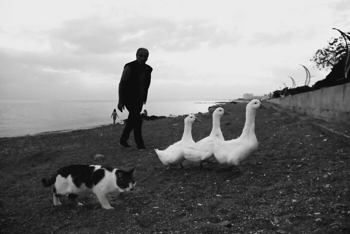These Beautiful Cat Photos Capture Quiet Moments Most People Walk Past (37 Pics)