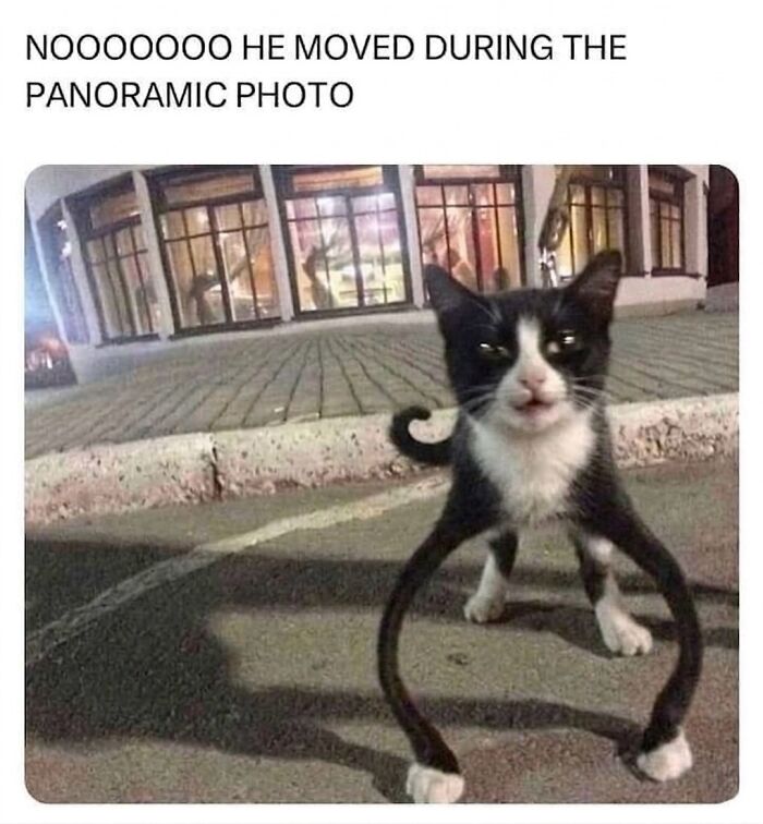 This Page With Over 3 Million Followers Shares The Funniest Cat Memes That Instantly Boost Your Mood (50 Pics)
