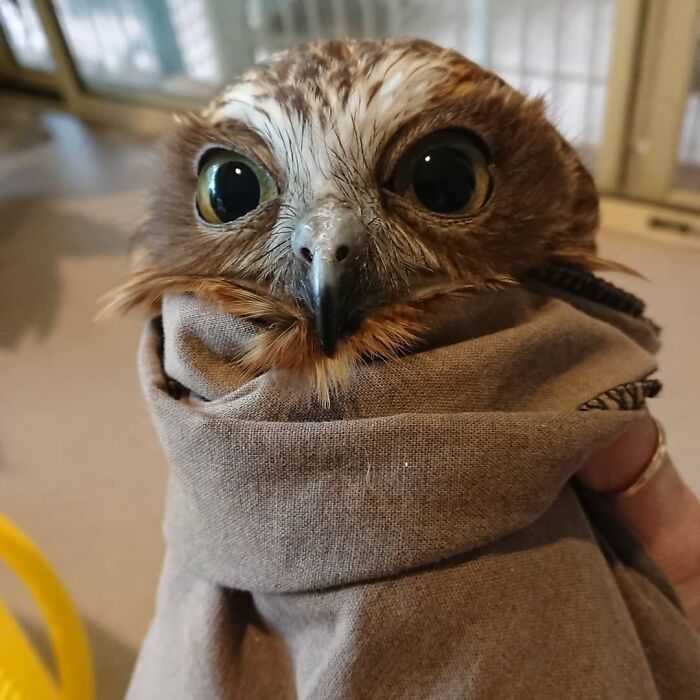 People Can’t Stop Smiling At These Adorably Wrapped Rescue Owls From A Wildlife Rehabilitation Center (40 New Pics)