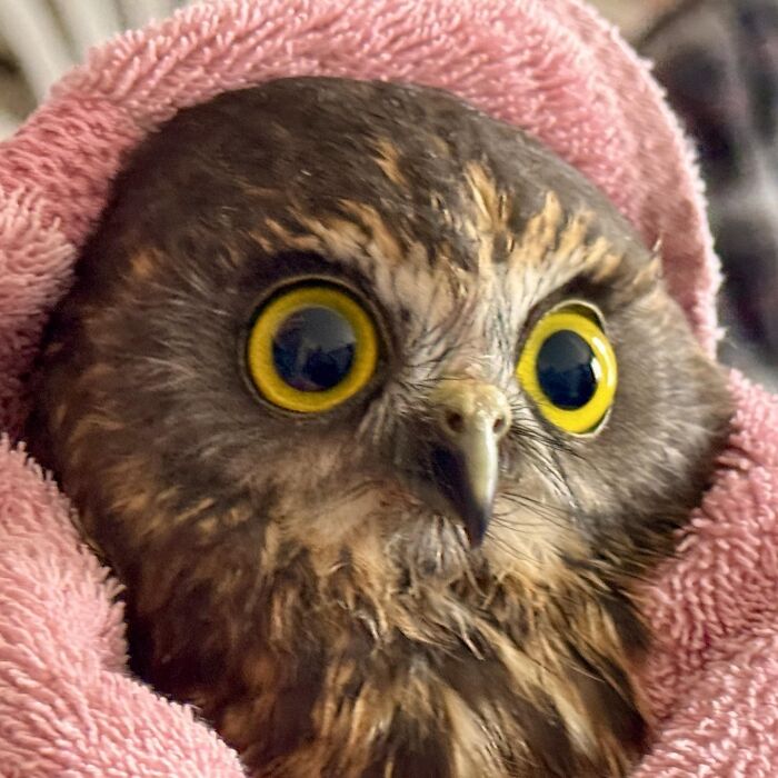 People Can’t Stop Smiling At These Adorably Wrapped Rescue Owls From A Wildlife Rehabilitation Center (40 New Pics)