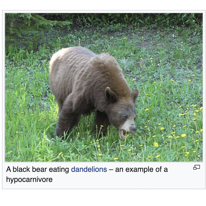 42 Animal Posts From “Depths Of Wikipedia” That Prove Nature Is Stranger Than Fiction