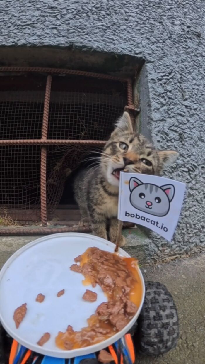 This Guy Uses A Drone And An Rc Car To Feed Stray Animals, And The Results Are Surprisingly Heartwarming