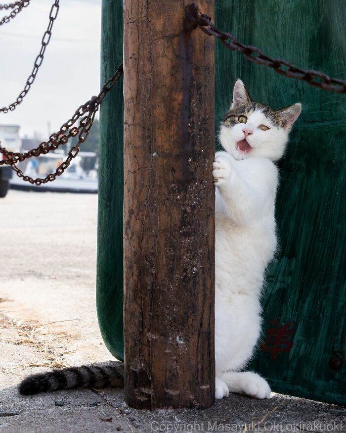 This Japanese Photographer Captures Street Cats Living Like Tiny Drama Queens, And Every Photo Feels Like A Movie Scene (50 Pics)
