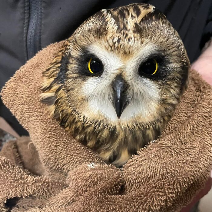 People Can’t Stop Smiling At These Adorably Wrapped Rescue Owls From A Wildlife Rehabilitation Center (40 New Pics)