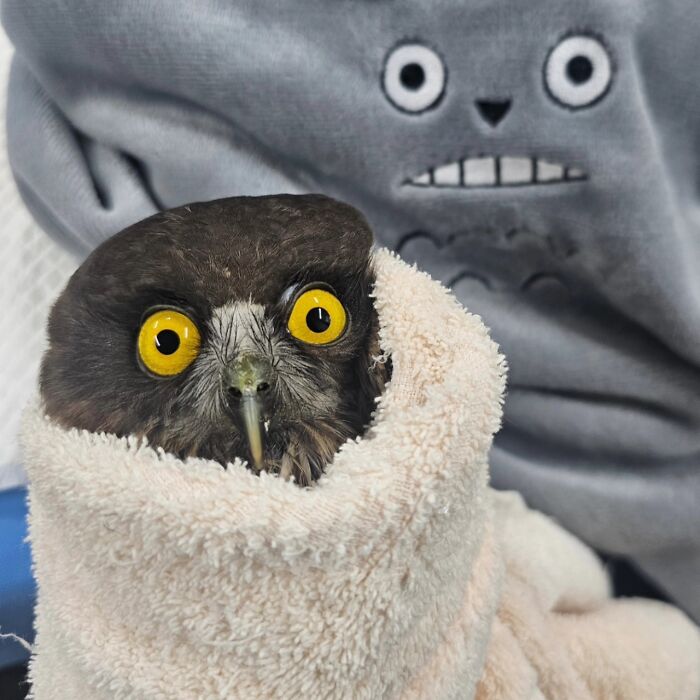People Can’t Stop Smiling At These Adorably Wrapped Rescue Owls From A Wildlife Rehabilitation Center (40 New Pics)