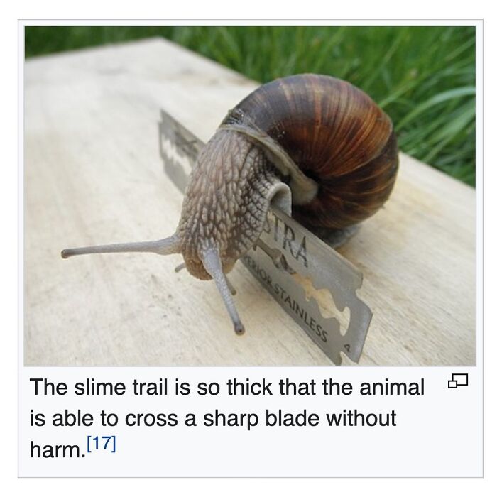 42 Animal Posts From “Depths Of Wikipedia” That Prove Nature Is Stranger Than Fiction
