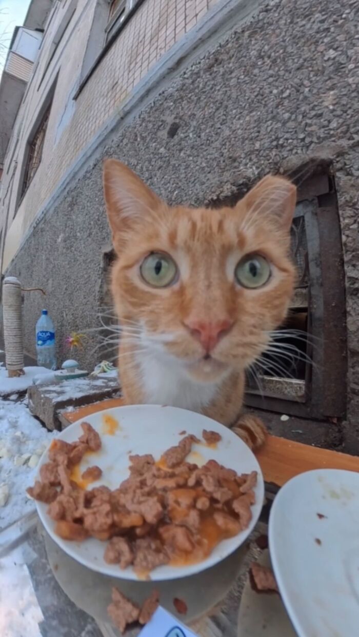 This Guy Uses A Drone And An Rc Car To Feed Stray Animals, And The Results Are Surprisingly Heartwarming