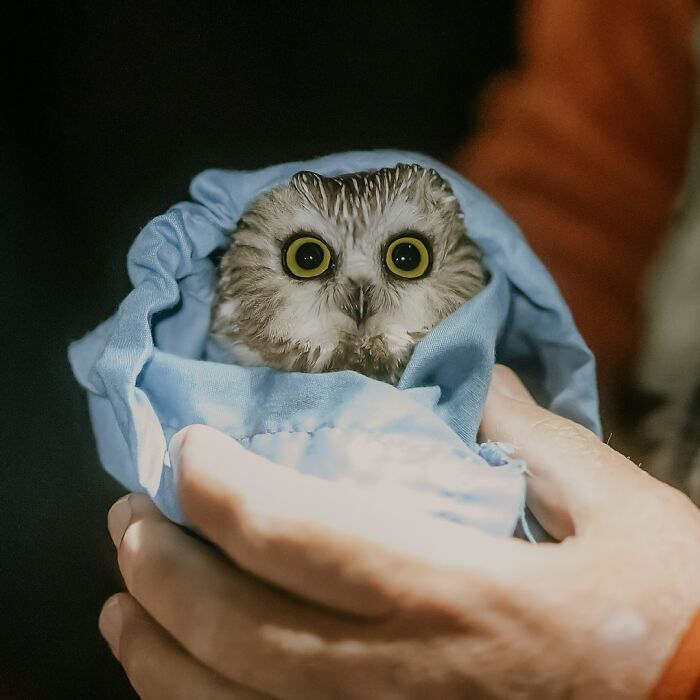 People Can’t Stop Smiling At These Adorably Wrapped Rescue Owls From A Wildlife Rehabilitation Center (40 New Pics)