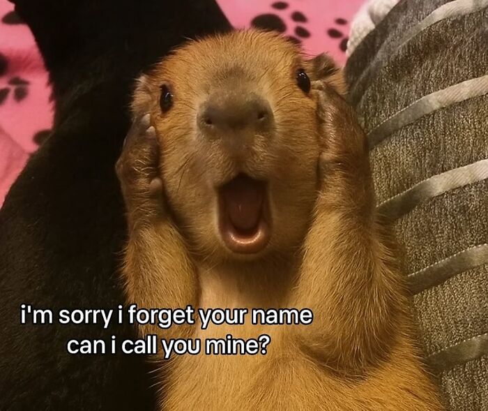 40 Funny And Wholesome Capybara Memes That Perfectly Capture The Internet’s Obsession With These Chill Animals