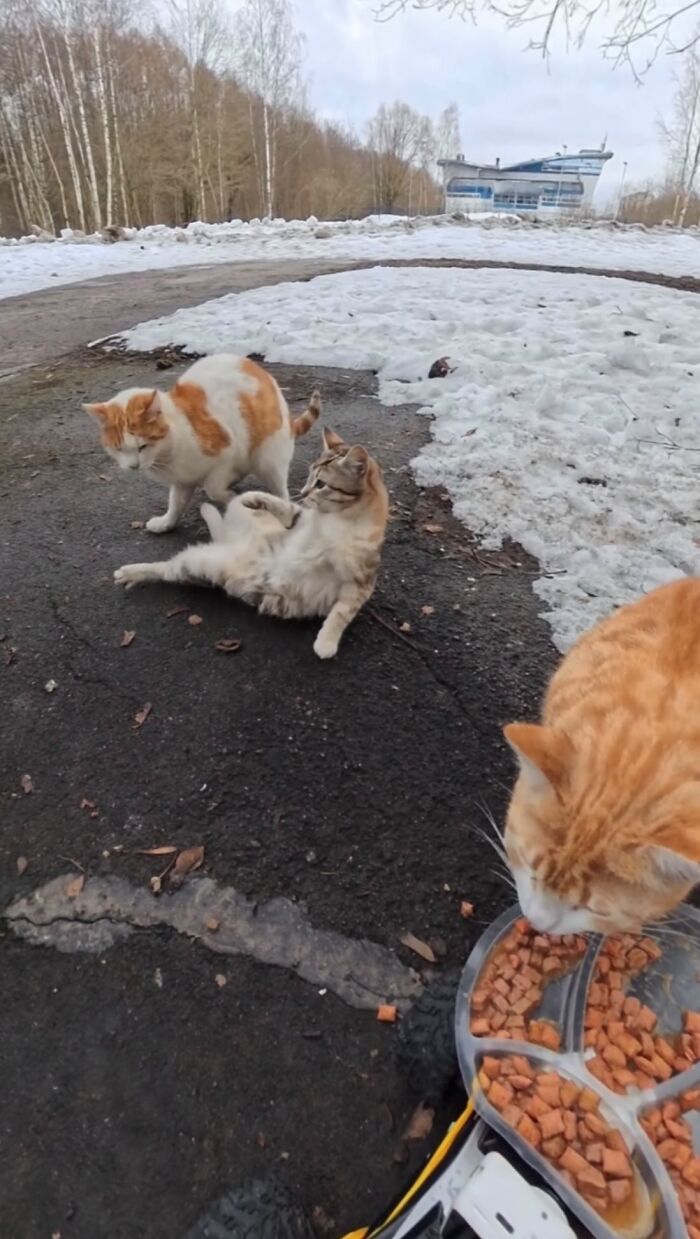 This Guy Uses A Drone And An Rc Car To Feed Stray Animals, And The Results Are Surprisingly Heartwarming