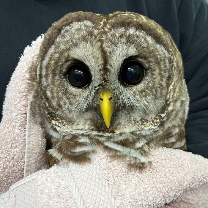 People Can’t Stop Smiling At These Adorably Wrapped Rescue Owls From A Wildlife Rehabilitation Center (40 New Pics)