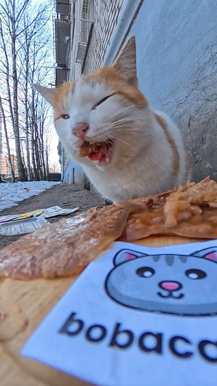 This Guy Uses A Drone And An Rc Car To Feed Stray Animals, And The Results Are Surprisingly Heartwarming