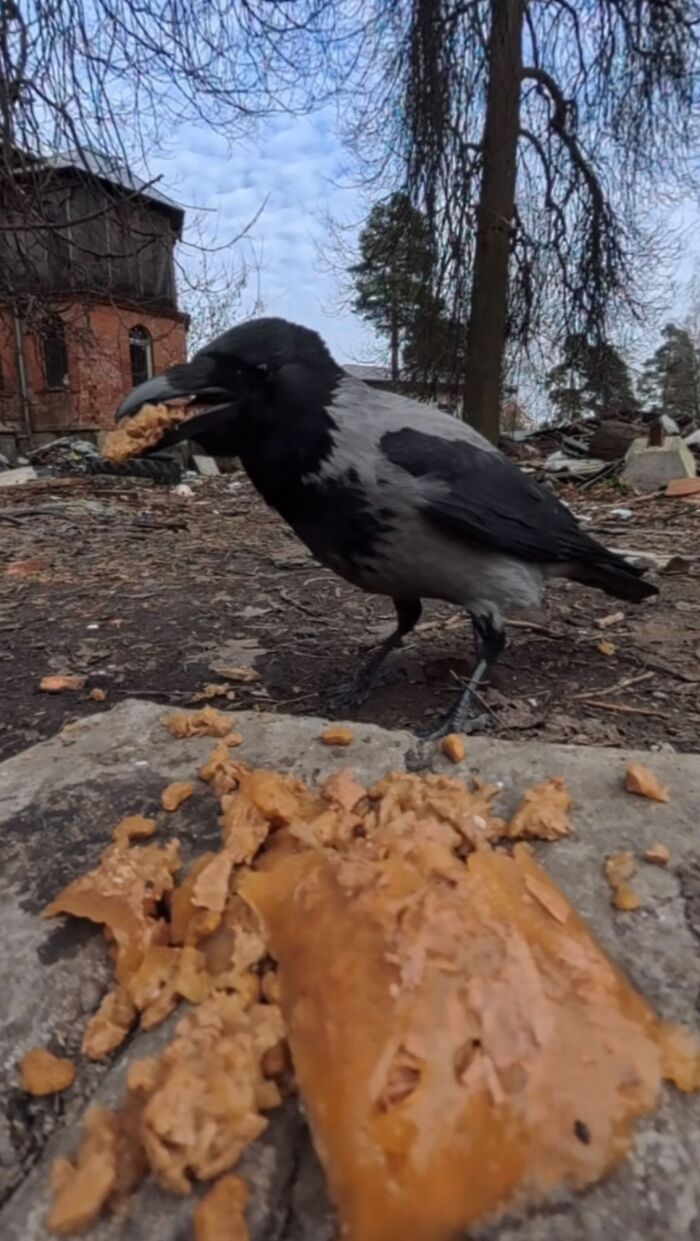 This Guy Uses A Drone And An Rc Car To Feed Stray Animals, And The Results Are Surprisingly Heartwarming