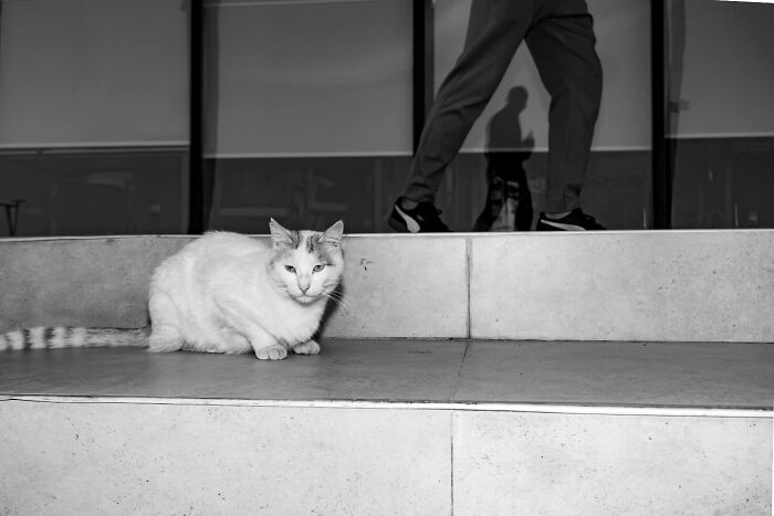 These Beautiful Cat Photos Capture Quiet Moments Most People Walk Past (37 Pics)