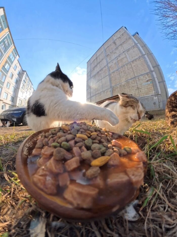 This Guy Uses A Drone And An Rc Car To Feed Stray Animals, And The Results Are Surprisingly Heartwarming