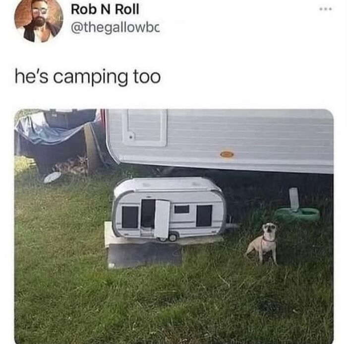 These Dog Memes Perfectly Capture The Chaos, Wholesomeness, And Pure Randomness Of Life With Dogs