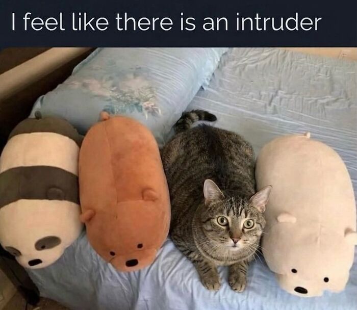 This Page With Over 3 Million Followers Shares The Funniest Cat Memes That Instantly Boost Your Mood (50 Pics)