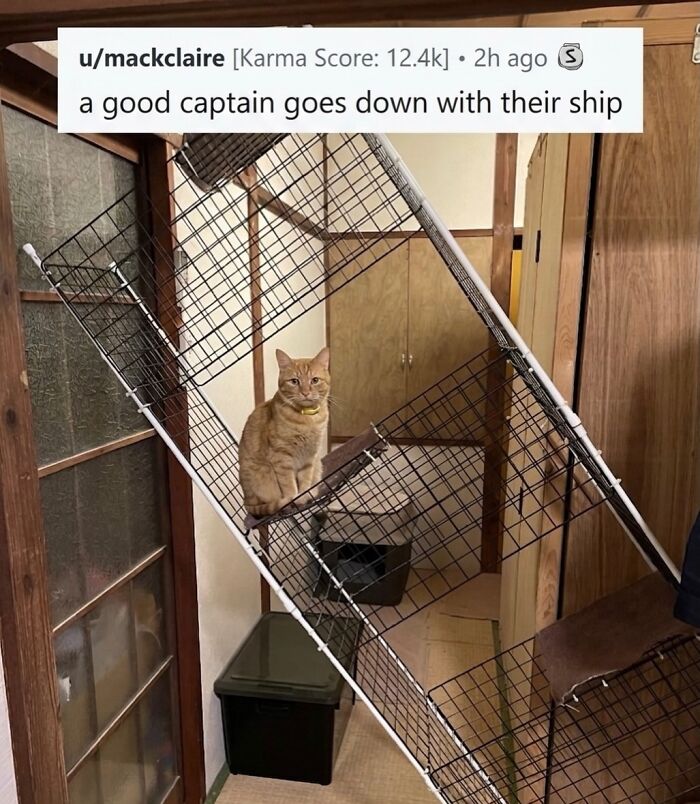 This Page With Over 3 Million Followers Shares The Funniest Cat Memes That Instantly Boost Your Mood (50 Pics)
