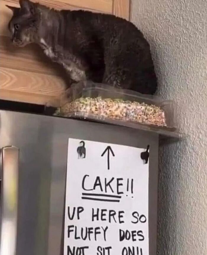 50 Cat Memes That Feel Like They Were Created By Sleep Deprived Internet Geniuses