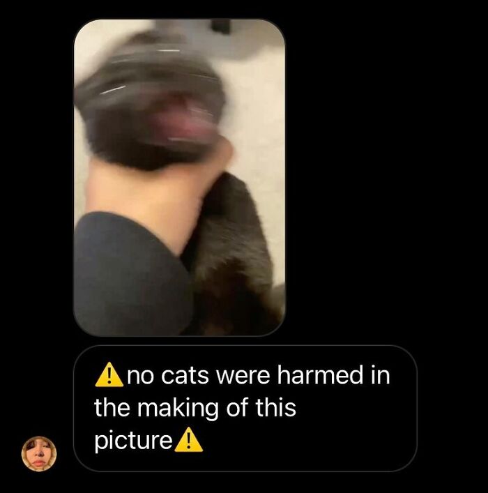 50 Cat Memes That Feel Like They Were Created By Sleep Deprived Internet Geniuses