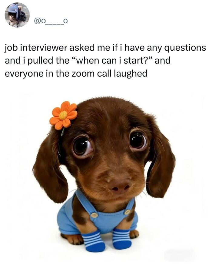These Dog Memes Perfectly Capture The Chaos, Wholesomeness, And Pure Randomness Of Life With Dogs