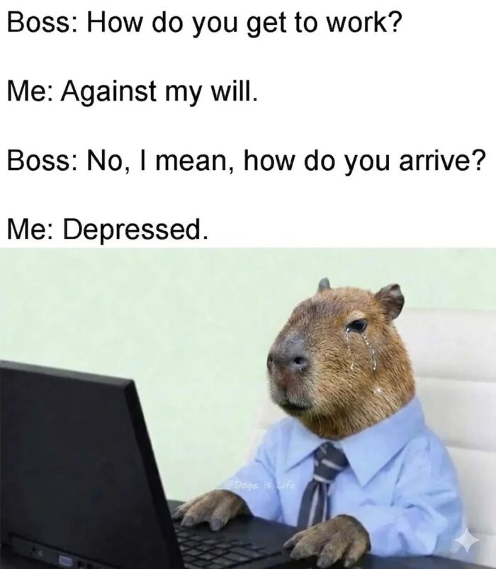 40 Funny And Wholesome Capybara Memes That Perfectly Capture The Internet’s Obsession With These Chill Animals