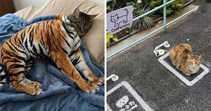 38 Of The Most Hilarious And Cute ‘Important Animal Images’ To Brighten Your Day (New Pics)