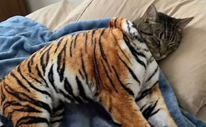 38 Of The Most Hilarious And Cute ‘Important Animal Images’ To Brighten Your Day (New Pics)
