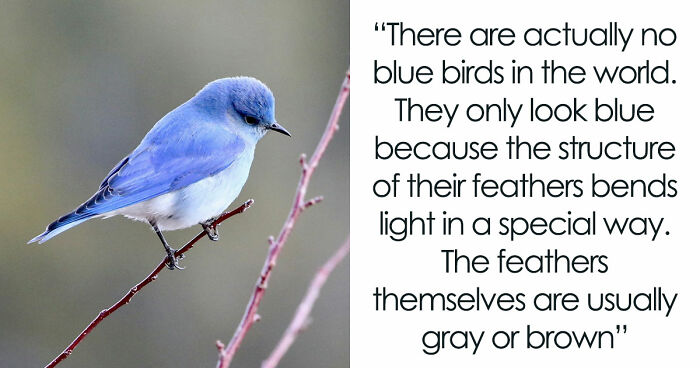 “Crows Hold A Grudge For 17 Years”: 35 Mind-Blowing But True Scientific Facts About Everything