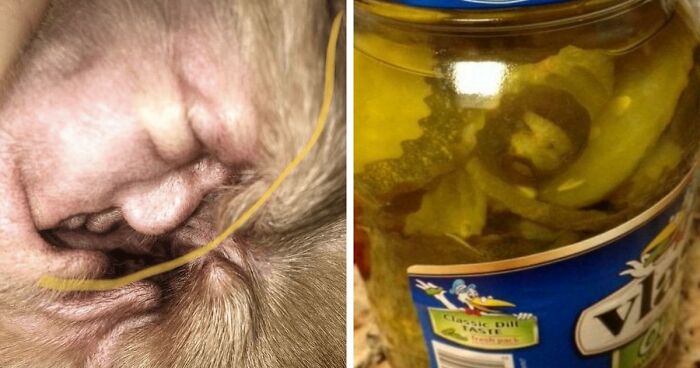 “Are You Seeing What I’m Seeing?”: 91 Unexpected Cases Of Pareidolia That Made People Do A Double Take