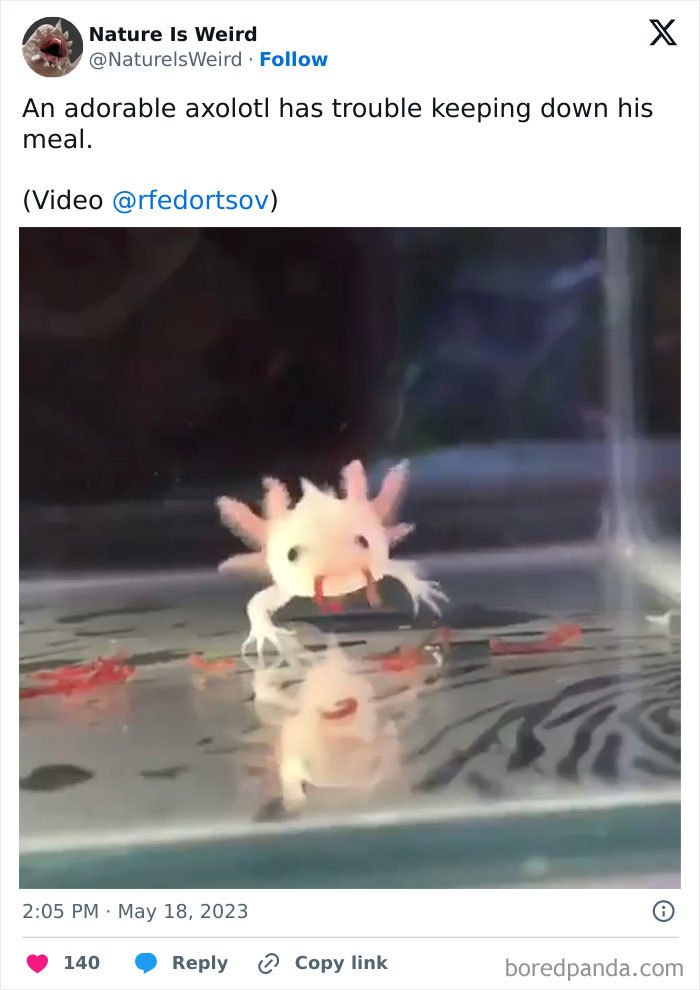 Axolotl struggling to eat meal in an aquarium illustrating animal nature behavior.