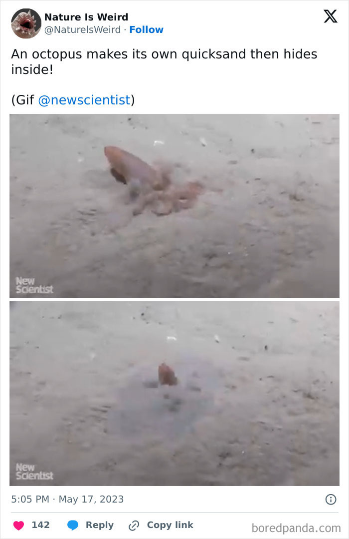 Octopus creating quicksand and hiding inside showing clever nature defense.