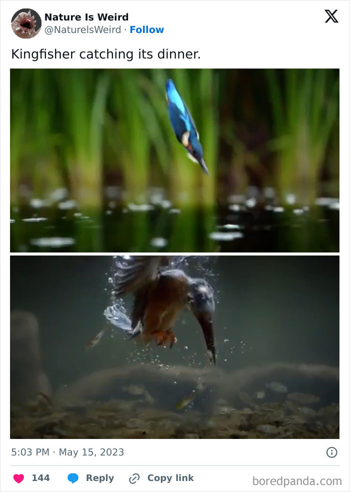 Kingfisher diving to catch fish depicting nature hunting behavior.