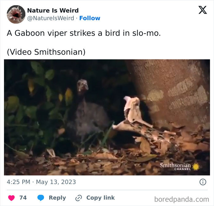 Gaboon viper striking a bird in slow motion displaying nature predation.