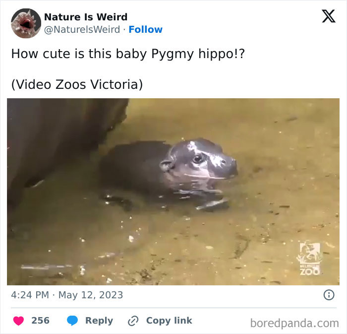 Baby pygmy hippo swimming in water showcasing adorable nature wildlife.