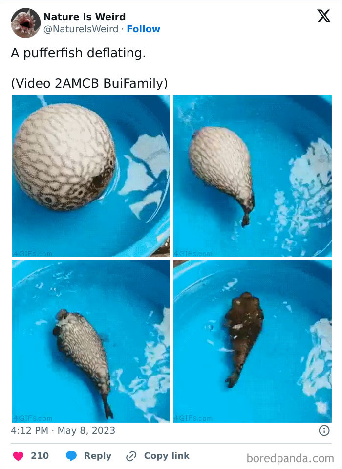 Pufferfish deflating in blue water showing unique nature behavior.