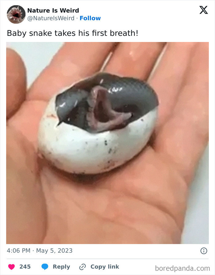 Baby snake hatching and taking its first breath in nature.