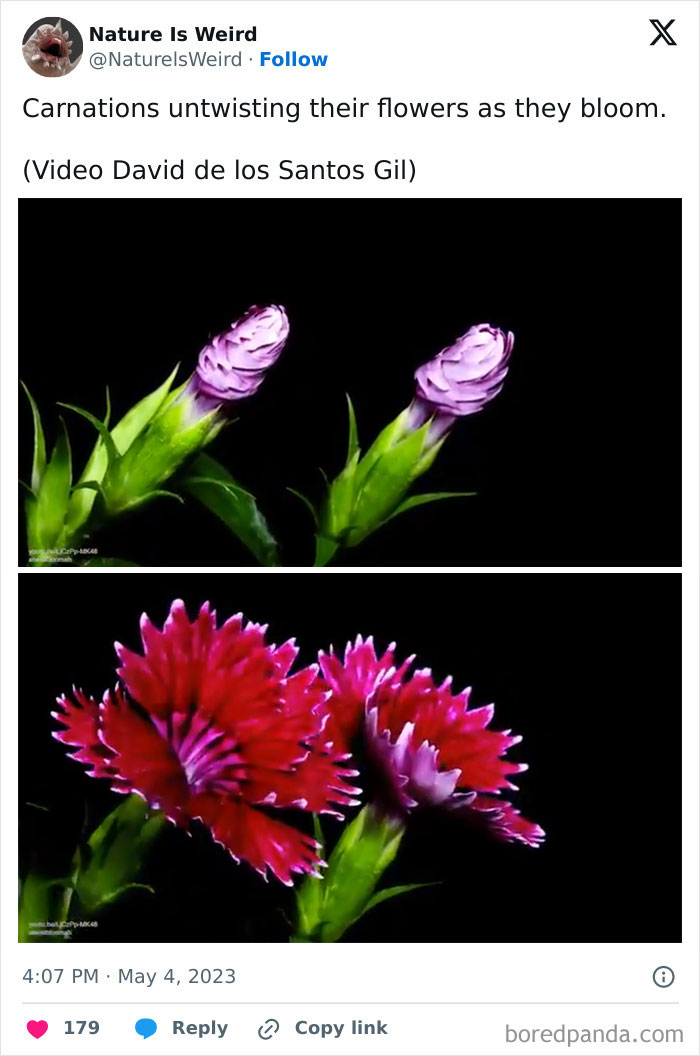 Carnations untwisting flowers as they bloom in time-lapse