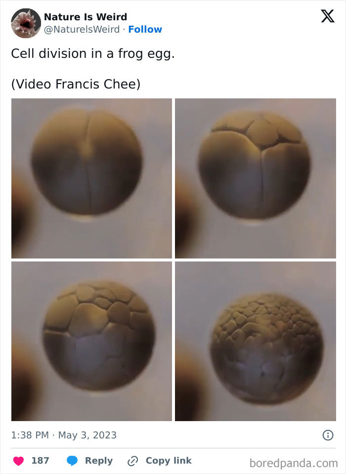 Close-up of frog egg cell division showing stages of nature cell division.